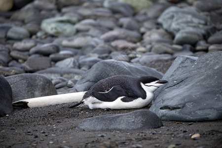黑白企鹅在岩石间沉积质地上孤独动物冷若冰霜图片