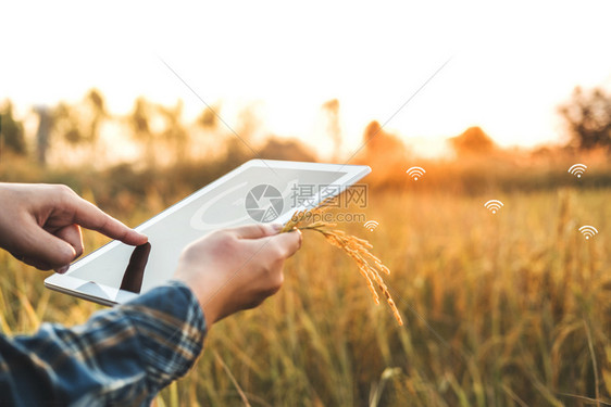 使用研究平板和开发稻田水品种的妇女与研究利用平板和在稻田开发米品种的妇女农业技术和有机手民自然图片
