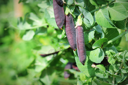 花椰豆紫色白雪皮和香的种子小挂在花园树枝上的紫色豆子自然园艺背景为非常规紫菜蔬户外绿色收成图片