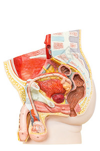 解剖学药物白种背景孤立的用于教育人类男生殖器官为白种背景隔离的男生殖器官医疗的图片