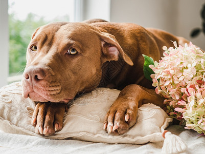 假期美丽明亮的花束和一只可爱的小狗侧视图特写美丽的花束和一只可爱的小狗人们花图片