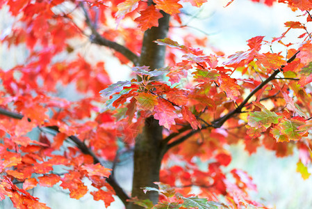 季节天气抽象背景橡树叶的浓薄秋色低端的抽象十月图片