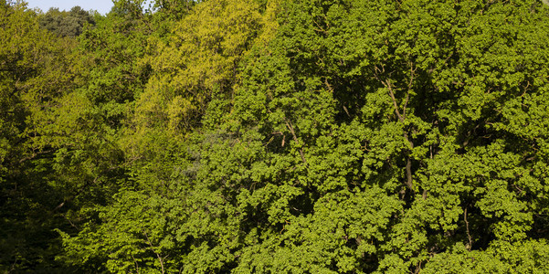 春天美丽的日出季树种混合的森林是自然退化的真正天然背景a果林图片