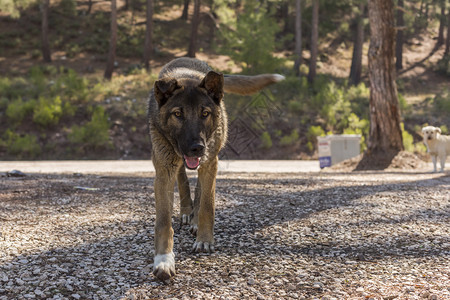 肮脏的在土耳其树林里留下狗饥饿孤独图片