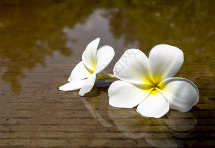 两朵花放在水泥地板面上浪漫的美丽建筑学图片