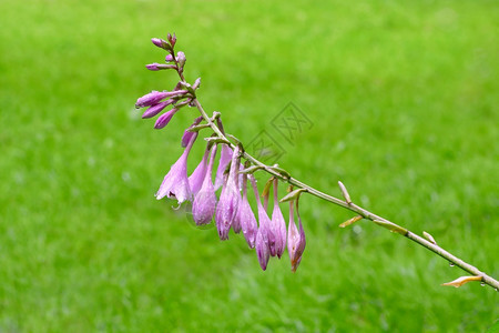 夏天植物学日花朵开的美丽潮湿巨型白花雨后紧贴地在绿草原上盛放紫色和花朵绿草原上长的花朵利沃夫图片