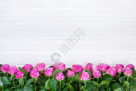 白色背景上的粉红玫瑰白背景上的粉红玫瑰顶视图复制心框架图片