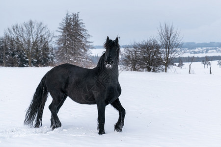 自由冬天野的黑薯马季美丽图片