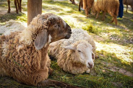 羊肩排哺乳动物说谎青少年牧羊在草地上躺着背景