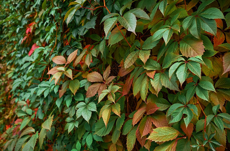 秋幕背景树篱上有婚前葡萄色彩多的秋天叶子红色和绿的叶子衬套颜结构体图片