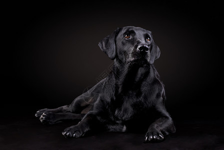 伴侣可爱的黑拉布多狗坐在地上仰望着黑色背景的向前一种图片