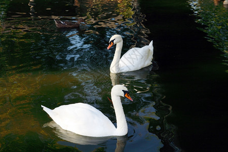 池塘中两只白天鹅图片