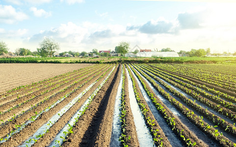 农艺学栽培生长种植年轻的茄子苗通过灌溉运河给幼苗浇水为植物提供饮用水发展粮食供系统在干旱地区种植欧洲农场耕村业图片