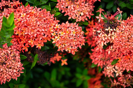 粉色的绽放花瓣美丽红尖国王伊克索拉开花绿色叶子和树在有天然背景的花园里图片