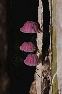 颜色森林里的小紫蘑菇在后备箱的上绿色苔藓图片