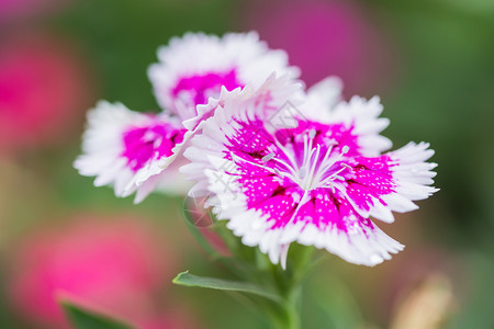 康乃馨彩虹花园中粉红色DianthusChinensis鲜花的关闭用作农业中的插图紫色图片
