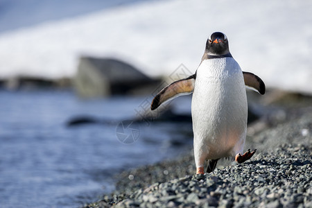 全部的近距离关闭根托企鹅正奔向南极洲平坦海滩岸跑步蹒跚学图片