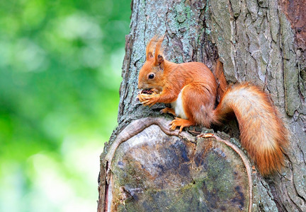 橙色松鼠坐在树上吃胡桃空间橙色松鼠坐在树上咬胡桃的味道很舒服森林树干爪子图片