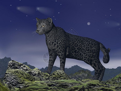 使成为肉食一只黑色美洲豹站在岩石山上夜看着黑暗的美洲豹观看3D站立图片