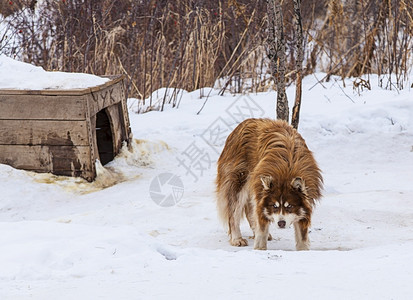 纯种在冬季为狗喂养的托儿所为狗提供奶粉在冬季为狗提供奶粉雪橇犬类图片