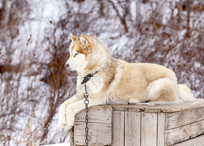 冬季为狗提供育婴室的红马生活鼻子自然图片