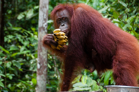 伤心红毛猩在印度尼西亚婆罗洲吃香蕉红毛猩在印度尼西亚婆罗洲丹戎普丁加里曼公园吃香蕉猴坐着图片