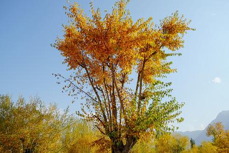 秋季泛黄的树叶图片