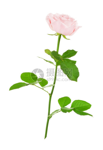 单粉红玫瑰花白底孤立于美丽的婚姻色图片