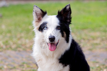 卡尼诺西伯利亚公园里眼睛颜色不同的漂亮狗一种图片