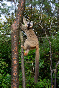 自然树上雨林中的狐猴从树跳到雨林上的狐猴从跳到棕色的马达加斯图片