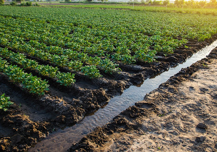 农场种植园的灌溉渠浇种植园欧洲有机农业和综合企学田美景业工运河乡村的园艺图片