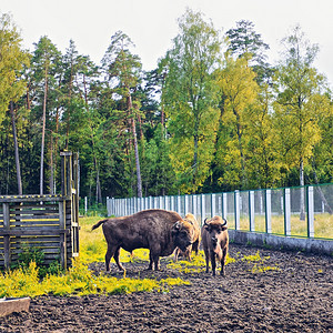 树白俄罗斯比亚洛维耶扎森林野生物保护区欧洲野牛晴天毛皮图片