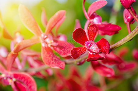 红色鲜花和阳光的紧贴是RenanopsisLenaRowold或RhynchosttylisOrchid在树枝上的精红兰花美丽质图片