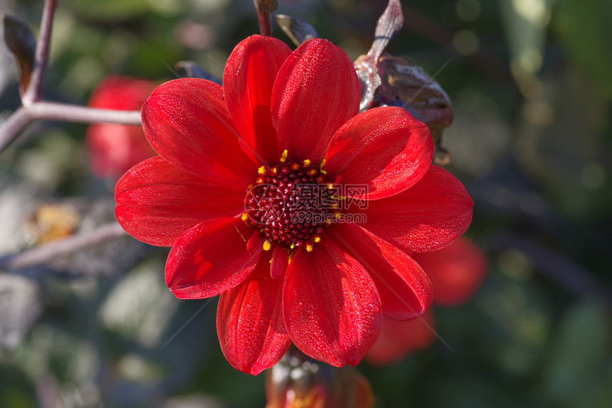 绿色绽放红的单朵Dahlia花在暖和阳光明媚的秋天花瓣上滴水落下照片于2018年月25日拍摄植物图片