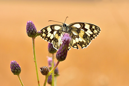 荒野漂亮的美丽多彩蝴蝶坐在自然的花朵上夏日阳光在草地外照耀色彩多的天然背景梅拉纳尼吉亚盛会昆虫户外图片