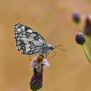 美丽的多彩蝴蝶坐在自然的花朵上夏日阳光在草地外照耀色彩多的天然背景梅拉纳尼吉亚盛会昆虫花蜜绿色捷克语图片