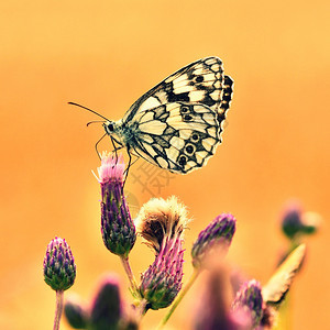 欧洲的黄色颜美丽多彩蝴蝶坐在自然的花朵上夏日阳光在草地外照耀色彩多的天然背景梅拉纳尼吉亚盛会昆虫图片