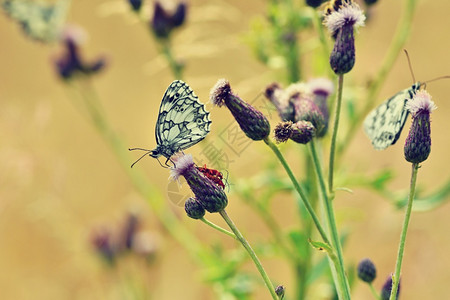 花蜜美丽的多彩蝴蝶坐在自然的花朵上夏日阳光在草地外照耀色彩多的天然背景梅拉纳尼吉亚盛会昆虫大理石纹外部背景图片