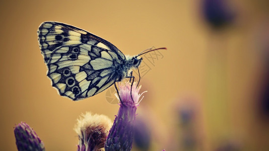 夏天黑色素瘤美丽的多彩蝴蝶坐在自然的花朵上夏日阳光在草地外照耀色彩多的天然背景梅拉纳尼吉亚盛会昆虫加拉蒂亚图片
