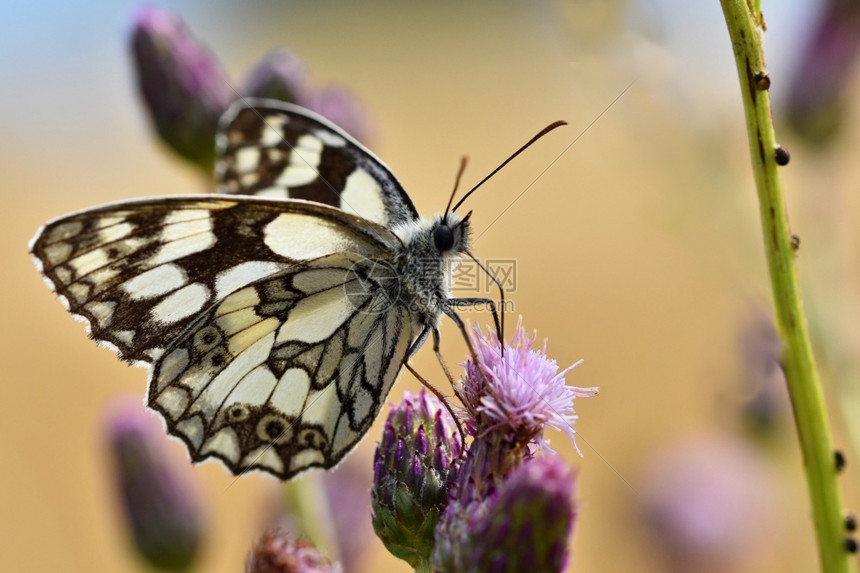 美丽的多彩蝴蝶坐在自然的花朵上夏日阳光在草地外照耀色彩多的天然背景梅拉纳尼吉亚盛会昆虫夏天开花野生动物图片