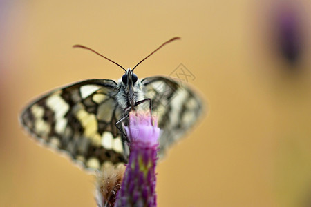 明亮的黑色素瘤美丽多彩蝴蝶坐在自然的花朵上夏日阳光在草地外照耀色彩多的天然背景梅拉纳尼吉亚盛会昆虫丰富多彩的图片