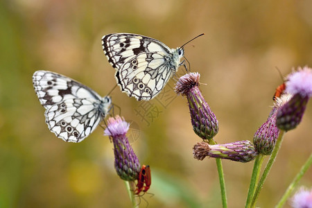 生活美丽的多彩蝴蝶坐在自然的花朵上夏日阳光在草地外照耀色彩多的天然背景梅拉纳尼吉亚盛会昆虫加拉蒂亚肖像图片
