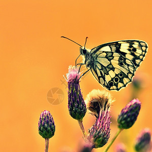 黄色的美丽多彩蝴蝶坐在自然的花朵上夏日阳光在草地外照耀色彩多的天然背景梅拉纳尼吉亚盛会昆虫户外春天图片