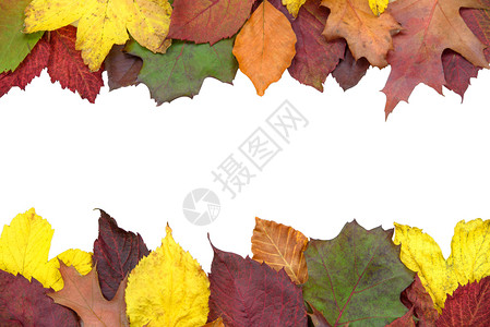 秋季多色彩的叶子边框背景图片