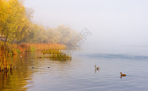 游泳的天空Dnieper河的秋雾早上在基辅乌克兰里德和树木从雾中冒出玛拉德鸭子正在平静的水中游泳阳光图片