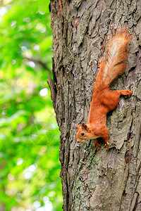 苔藓棕色的橙松鼠小心翼地跑向森林树干头顶用尖利的爪子粘在树干上听周围的声音模仿空间一棵橙色松鼠翻倒在树干上自然图片