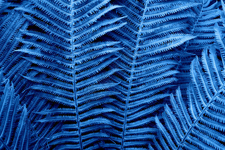 时髦的趋势现代花卉背景霓虹时尚色彩经典蓝的发光蕨类生活方式博客社交媒体20年水平概念色图片