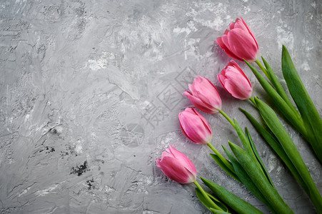 天oopicapi植物群春花盛开鲜装饰以浪漫的问候绿色新鲜的青红灰背景粉红灰背景的郁金香图片