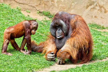 红毛小猩猩哺乳动物马来西亚高清图片
