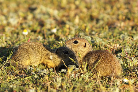 好奇的场地欧洲面松鼠兄弟在自然栖息地Spermophiluscothillus棕色的图片